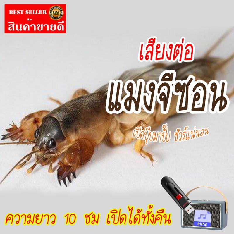 Product Introduction of เสียงต่อแมงจีซอน แฟลชไดร์ฟ USB ความยาว 10 ชม. เปิดถึงเช้า เสียงแมงจีซอน 1