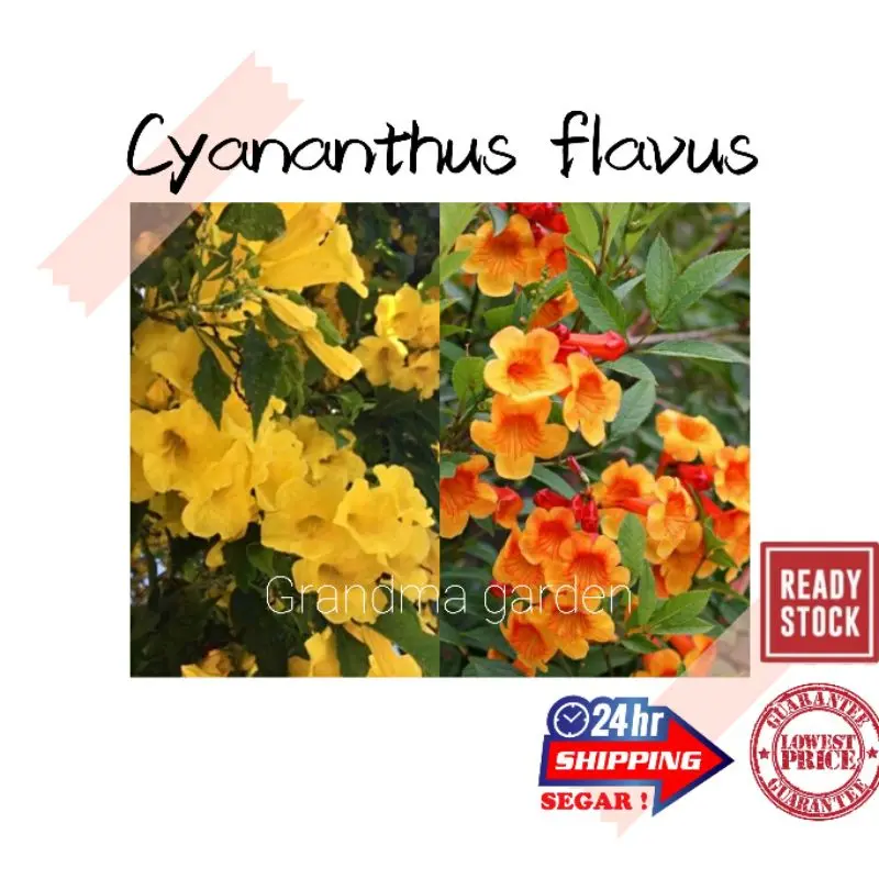 (GG real plant) cyananthus flavus bunga kuning ^ tecoma stans orange pokok hidup hiasan luar rumah live outdoor flower