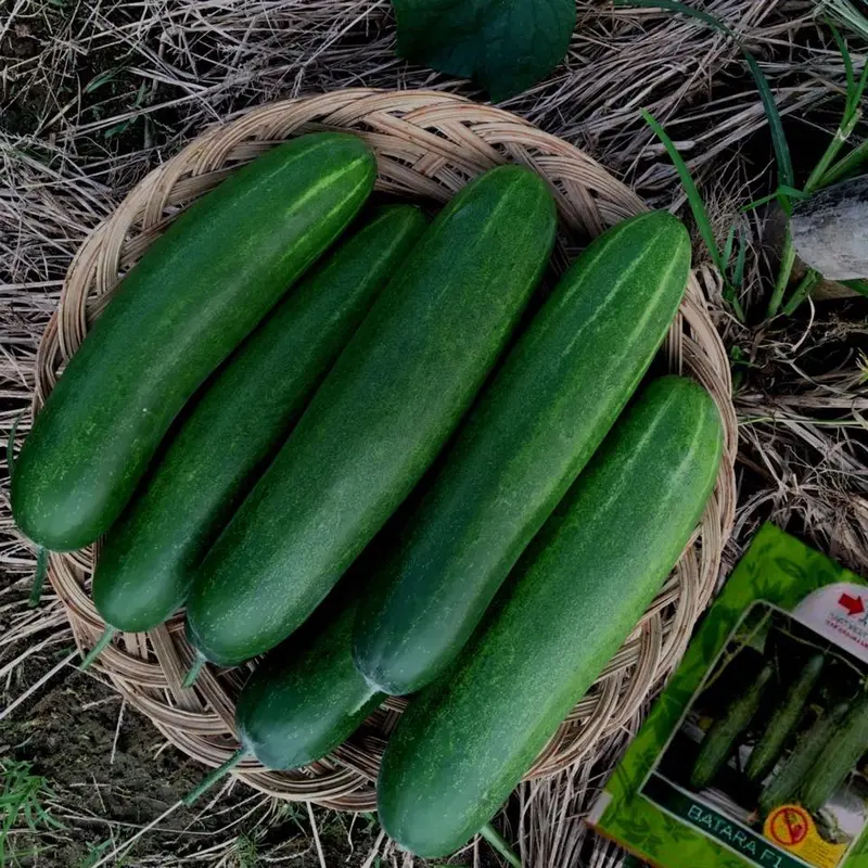 Benih Bibit Tanaman Timun BATARA F1 800 butir dan 150 butir dari Cap Panah Merah 3