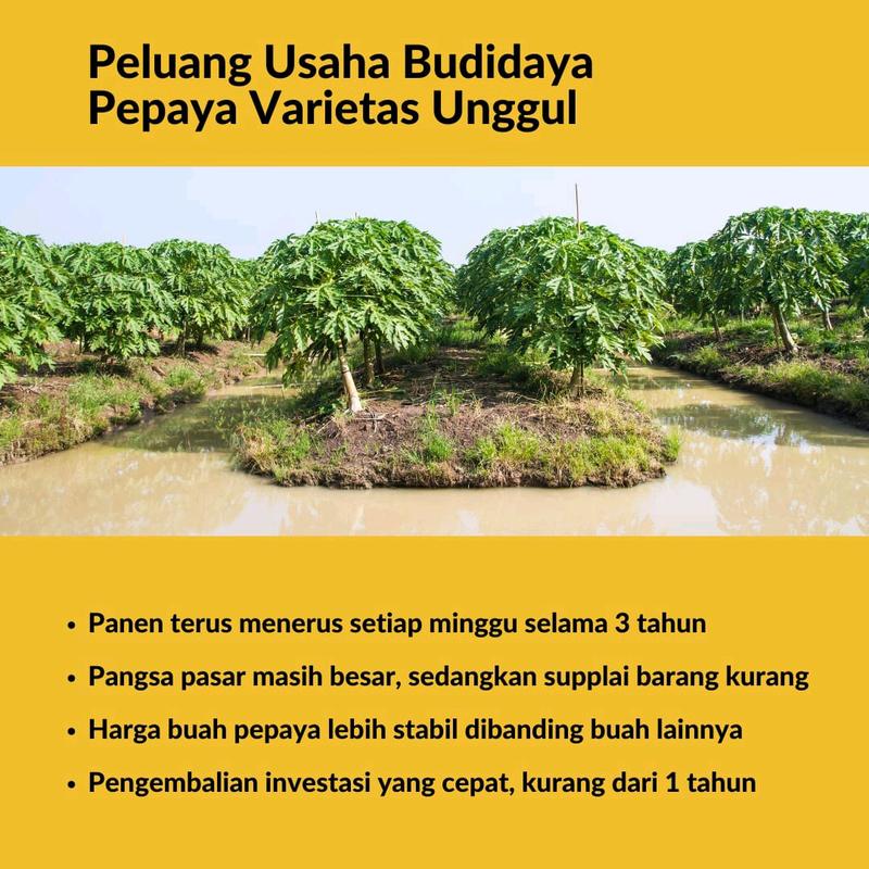 BIJI BENIH PEPAYA CALIFORNIA MANDIRI AGRO SEEDS 4