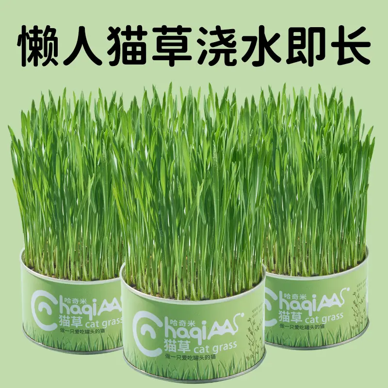 Cat Grass Canned Lazy Planting Cat Grass Pot Wheat Seeds Hairball Catnip Pet Cat Snacks Wholesale Dropshipping