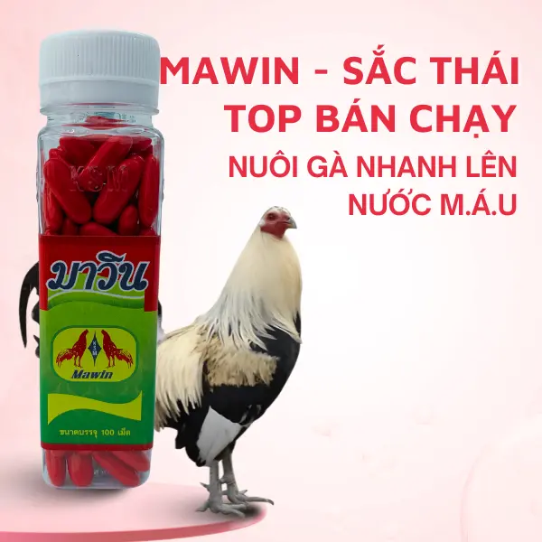 Mawin sắt thái cho gà tơ nuôi nhanh lên nước m.á.u có chiếc lẻ