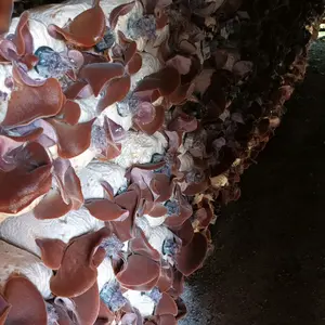 jamur kuping kering 1 kg grade A