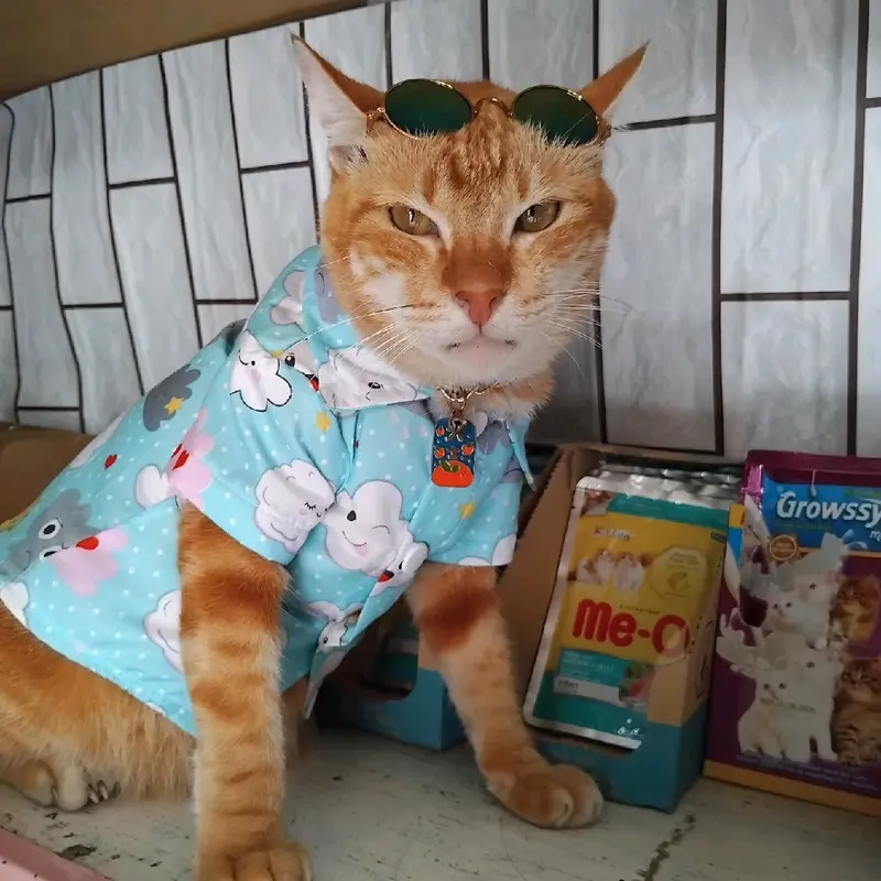 Baju Kucing murah Nyaman Dipakai Motif Karakter Lucu Keren 1