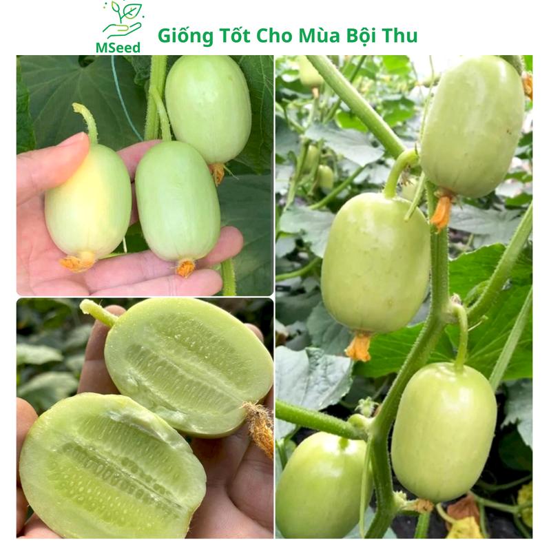  Hạt giống Dưa Leo Ngọc Nữ siêu trái - Mseed 