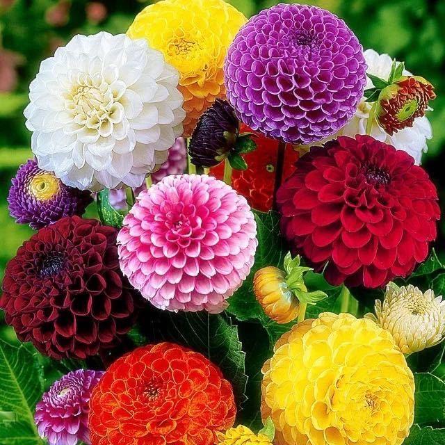 SG Stock 🍁50pack Imported Easy To Grow Perennial Sunflower Seeds Balcony Potted Garden Flowers🌹 1
