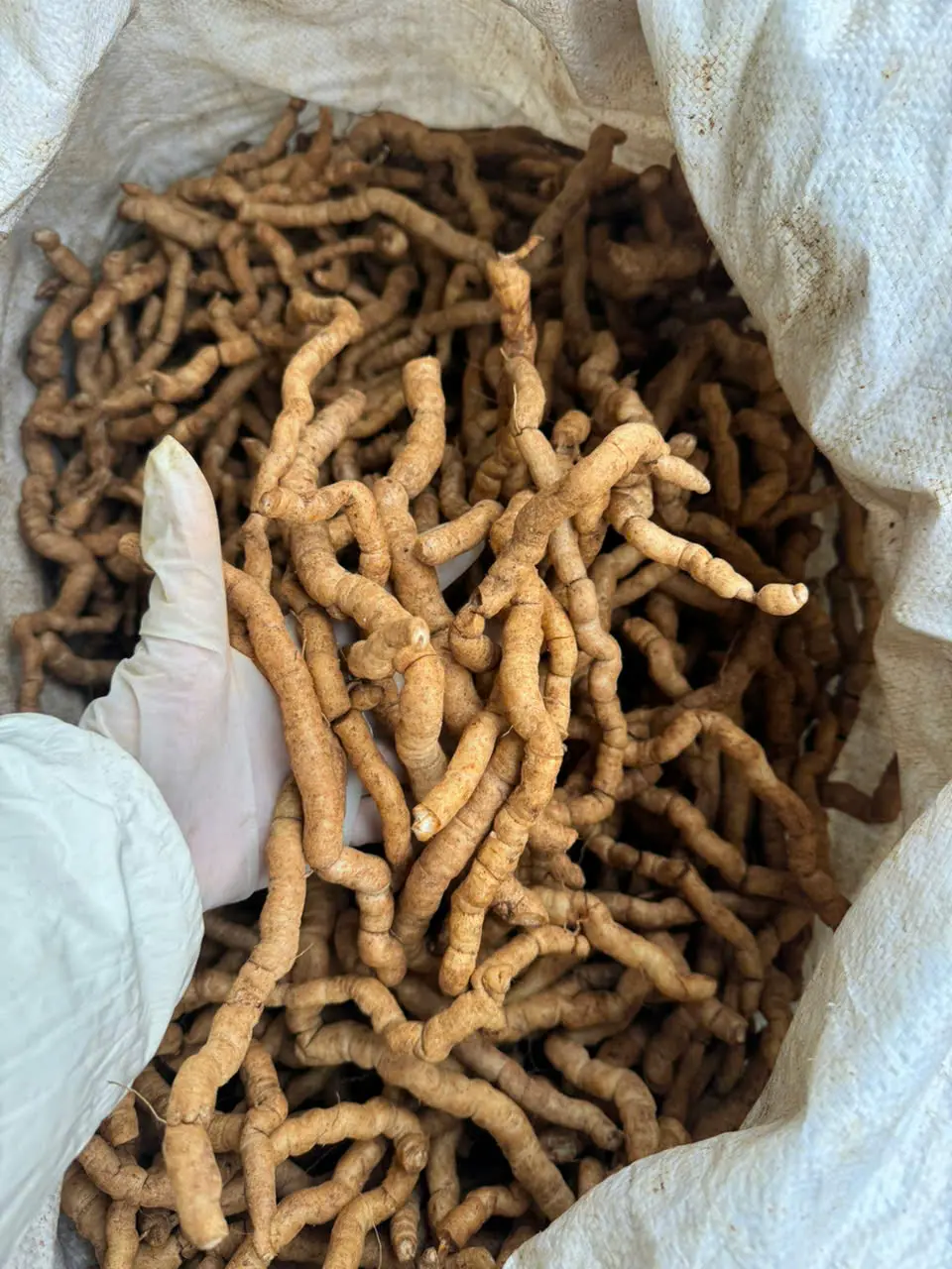 1kg trà 3 K.ích Tím tươi Nguyên Củ-Quảng Ninh loại 1