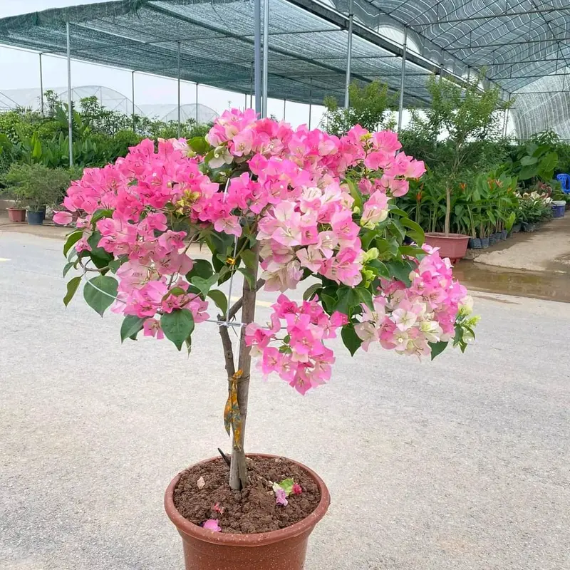 Cây hoa giấy Sakura phớt hồng nguyên bản 0