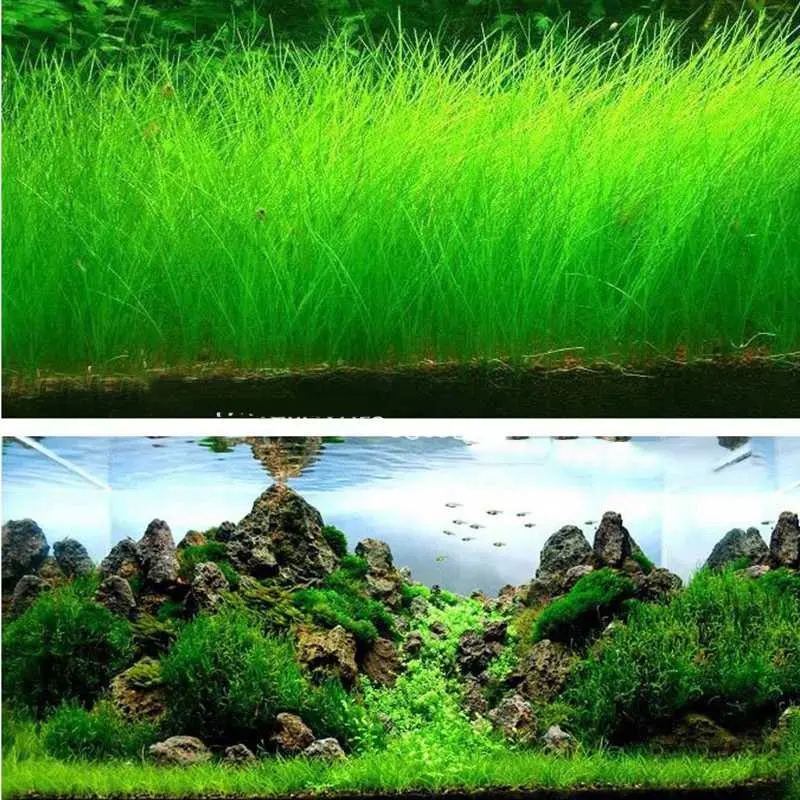AShop Bibit Rumput Air Dekorasi Aquarium Landscape Ornament 10g 1