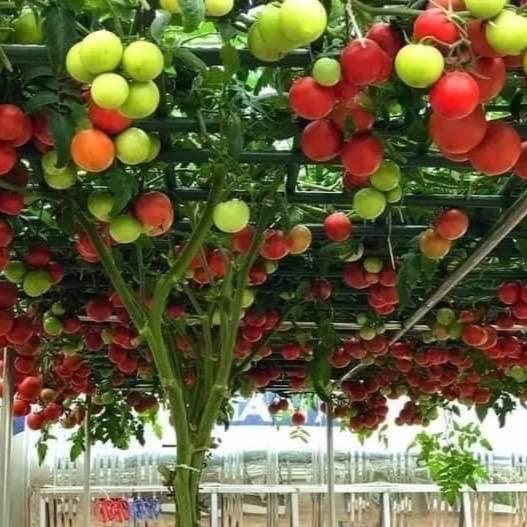 Hạt giống cà chua leo giàn (cà chua bạch tuộc) quả to mọng, siêu quả, bền cây