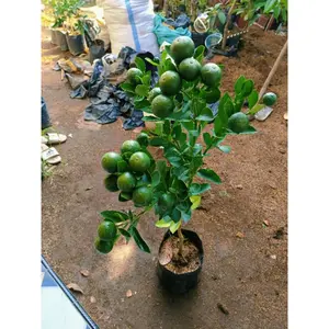 BIBIT JERUK SANTANG MADU KONDISI SUDAH BERBUAH SUPER LEBAT FULL BUAH