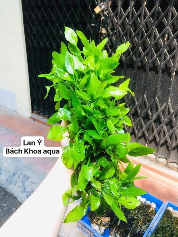 Cây thủy sinh - Lan Ý dễ chơi dễ chăm cho bể cá thủy sinh đơn giản