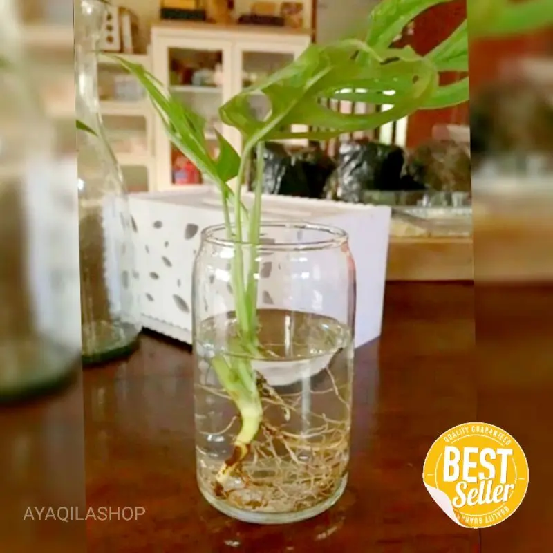 Vas Kaca Bening Tabung / Pot Kaca Tanaman Air Hidroponik Aesthetic