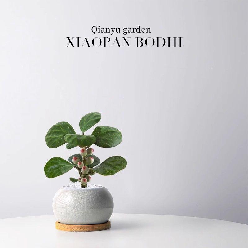 Xiaopan Bodhi Potted Plant with Fruit Indoor Green Plant for - TikTok ...