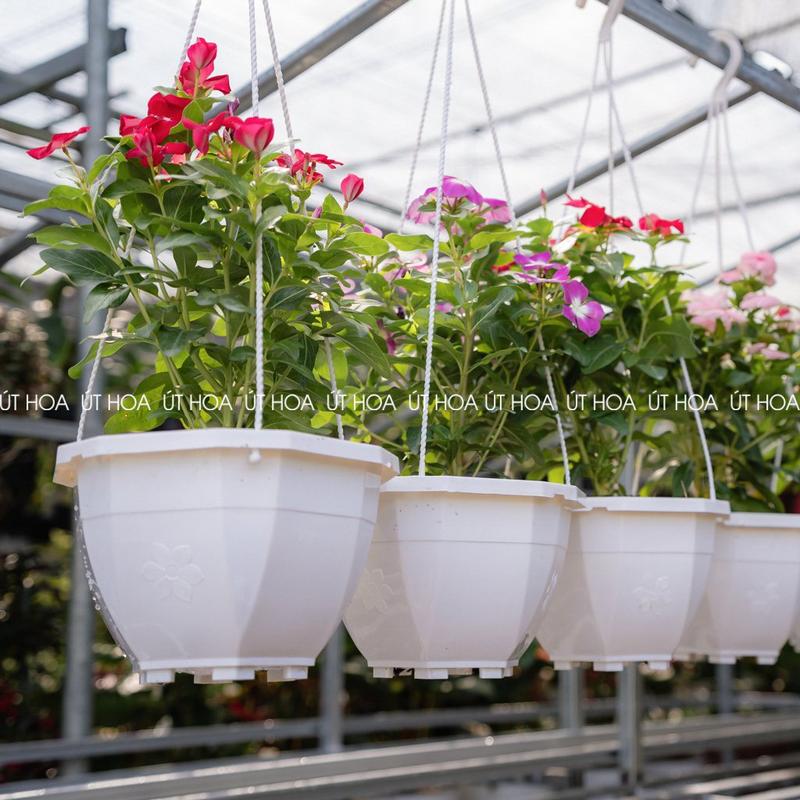Combo 5 cái 10 cái Chậu treo bông hồng cỡ lớn 23x15cm chứa nhiều đất trồng hoa đẹp
