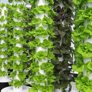 Rau Sạch Nhà Trồng