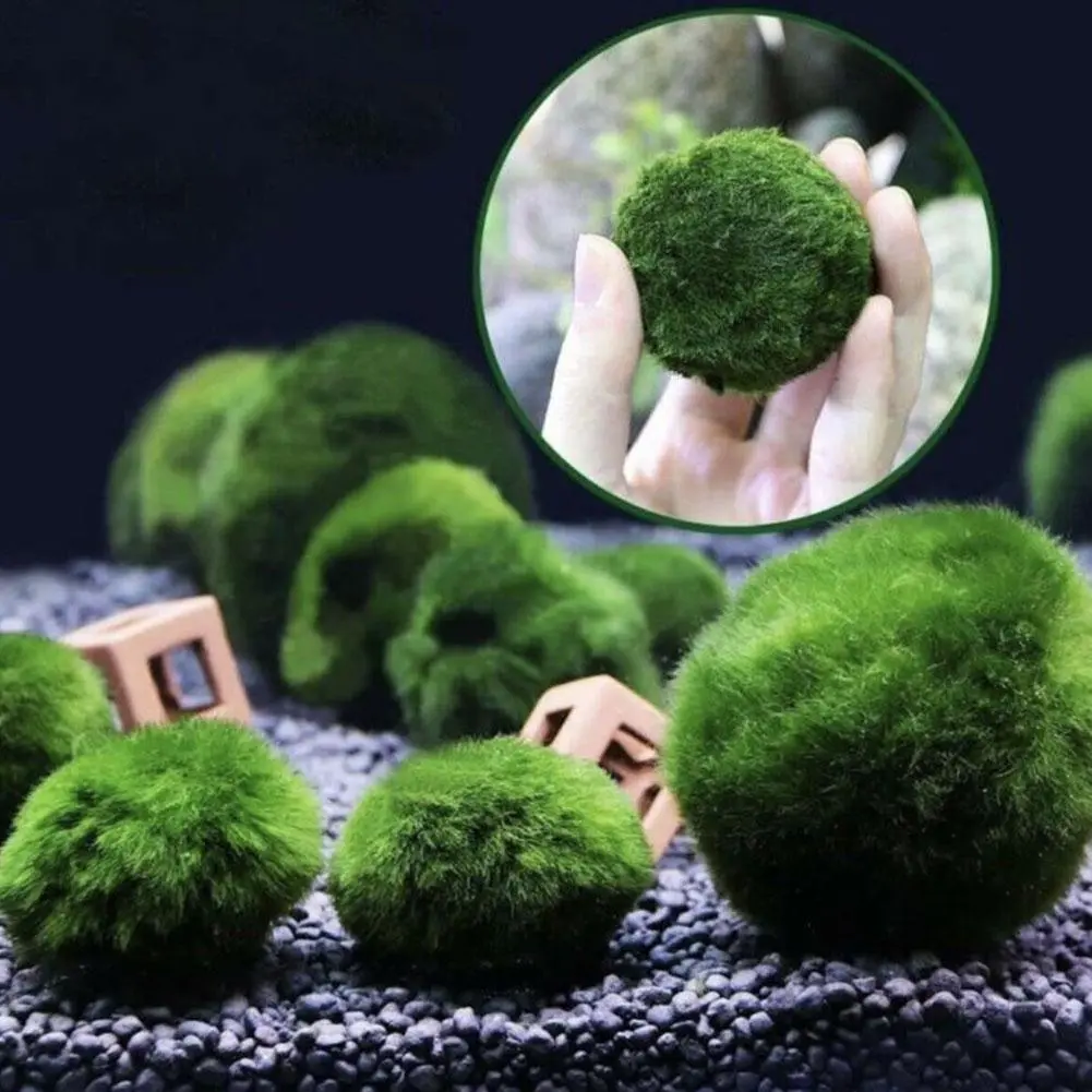 1pack Seaweed Ball Water Grass Ecological Landscape Decoration For Household Aquarium Fish Tank