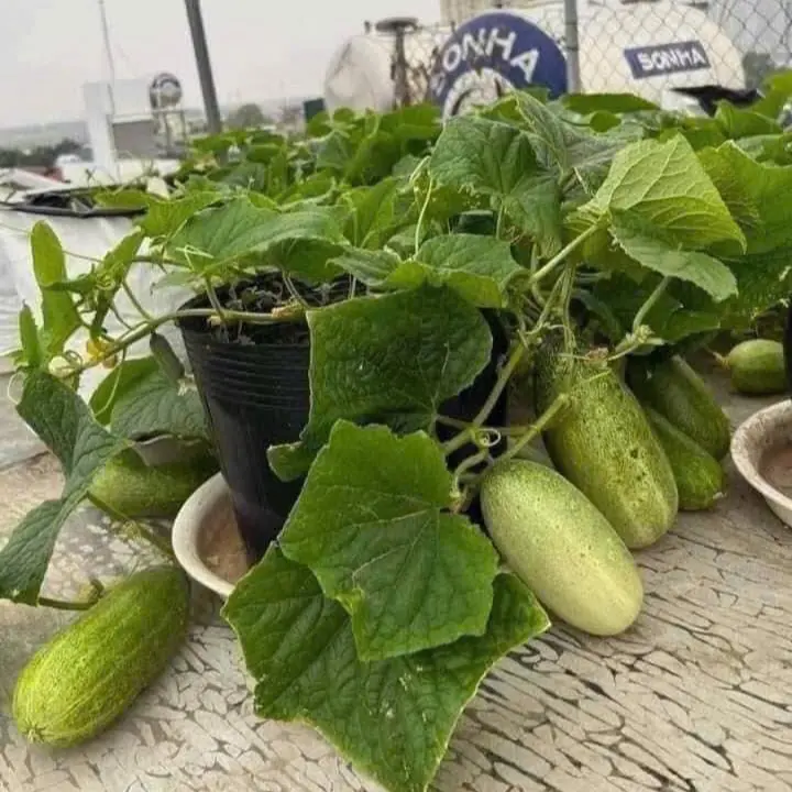 Hạt Giống Dưa Chuột Mèo Tây Bắc 5