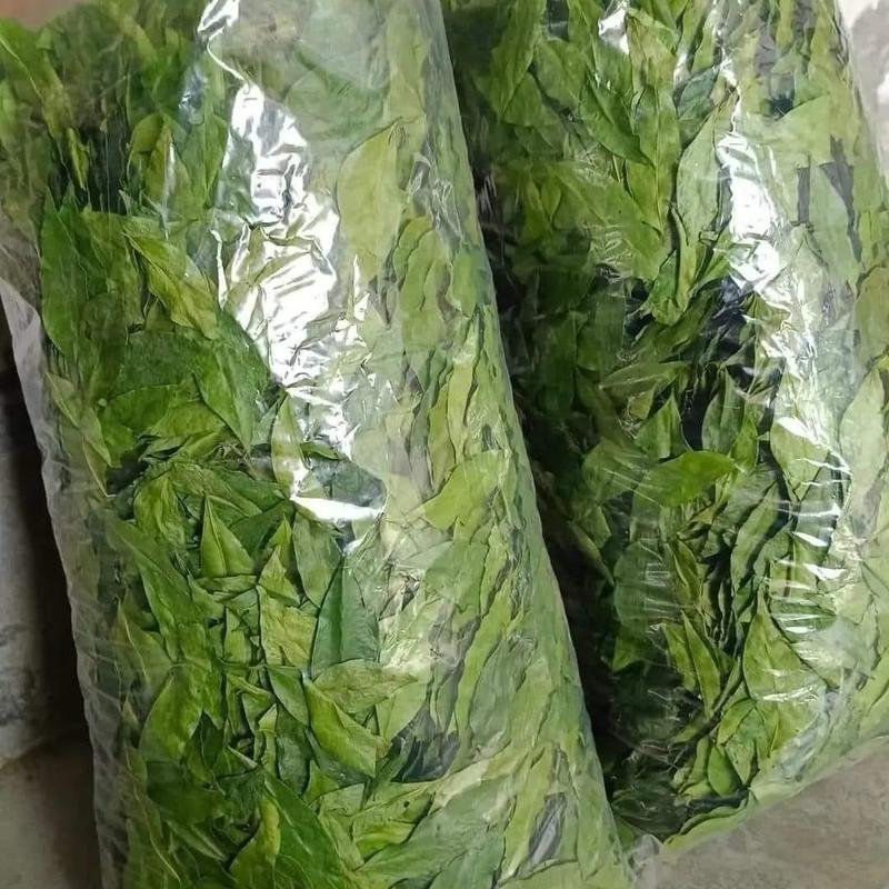 Lá mắc mật sây khô lạnh không cành không cọng.đã qua xử lý sạch sẽ 3