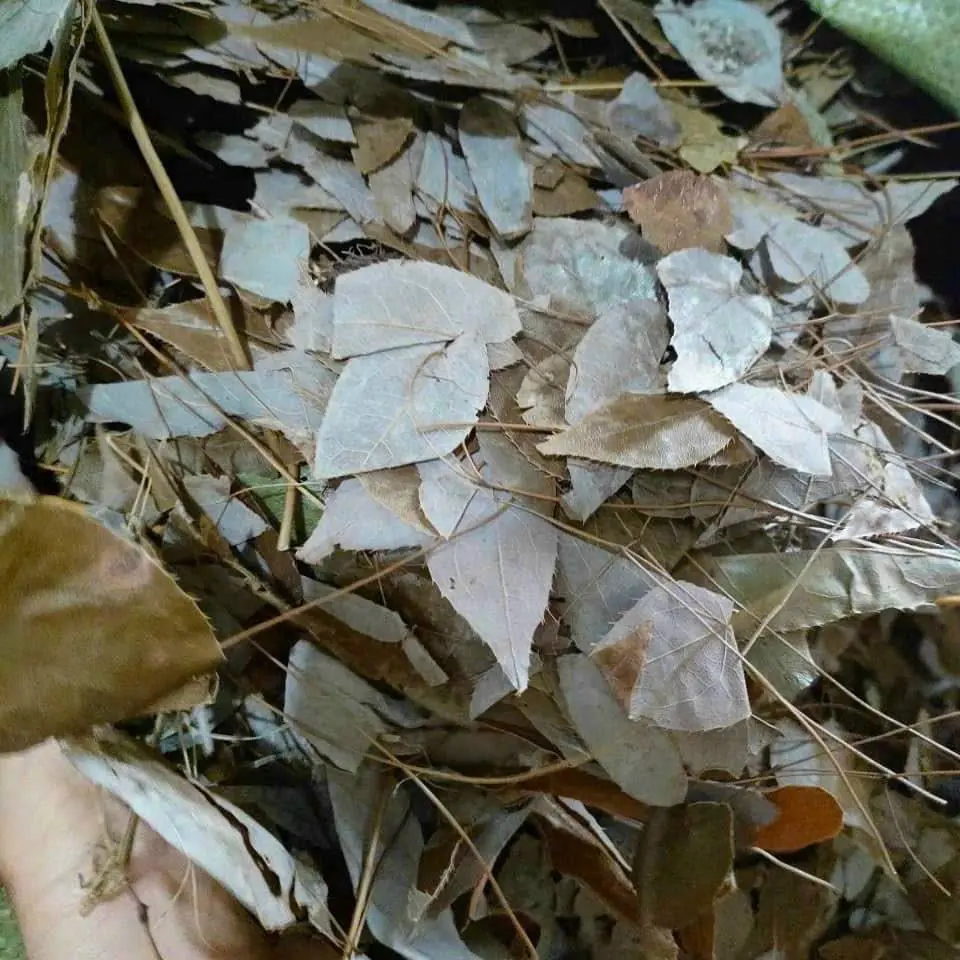 Trà thao moc La  hoac khô Tự nhiên Nước Trà Tea