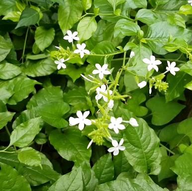 (Cây dược liệu) Bạch Hoa Xà đuôi công hoa trắng - Plumpago Zeylanica chậu 3-4 cây sum bự khoẻ