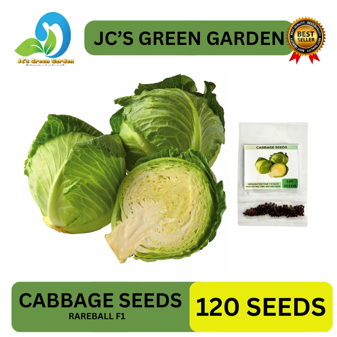 (120 SEEDS) REPOLYO/CABBAGE SEEDS/TROPICAL DELIGHT/HYBRID/HIGH YIELD ...