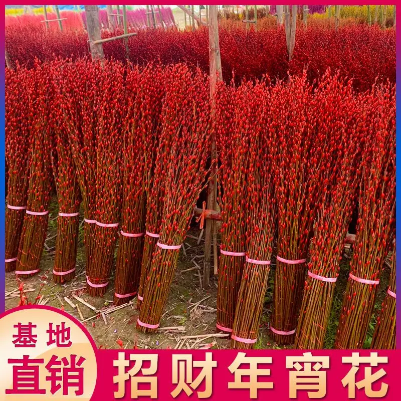 Bunga Putih Willow, Bunga Segar, Bunga Perayaan, Warna Pelangi, Bunga Kering, Bunga Cawangan Willow Berwarna-warni, Bunga Hiasan Dalaman, Bertuah, Dihiasi dengan Bunga Putih Willow