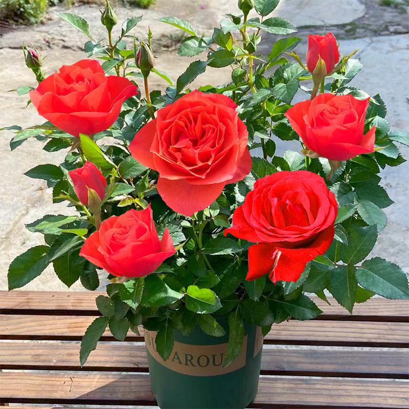 Product Introduction of ปลูกง่ายมีคุณภาพดี ดอกกุหลาบ บรรจุ 100 เมล็ด คละสี Colorful Rose Seeds เมล็ดดอกไม้ เมล็ดบอนสี ต้นไม้มงคล บอนสี ดอกไม้ปลูกสวยๆ บอนสีพันหายาก CODดอกไม้ ไม้ประดับ พันธุ์ดอกไม้ ต้นบอนสี ดอกไม้ปลูก แต่งบ้านและสวน Flower Seeds for planting 73