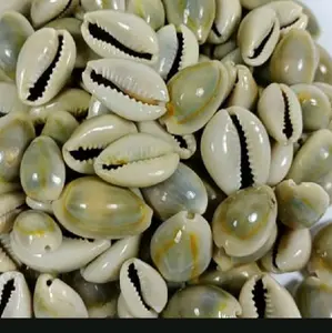 Biji Congkak Kerang Asli Isi 100 Pcs Mainan Toys Permainan