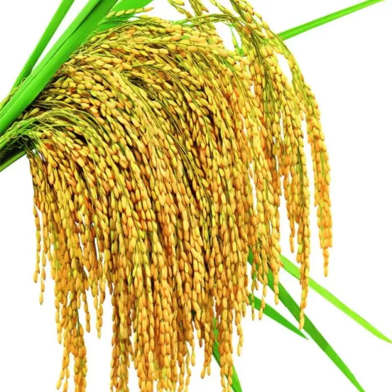 Hạt giống lúa nếp nhung năng suất cao túi 500g
