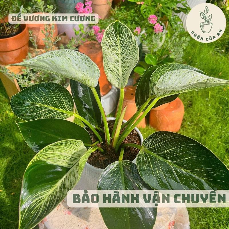 Cây trầu bà Đế Vương Kim Cương (cao 20 - 30cm), cây phong thuỷ kiểng lá trồng trong nhà trang trí văn phòng nội thất hút tài lộc mini để bàn vườn của an