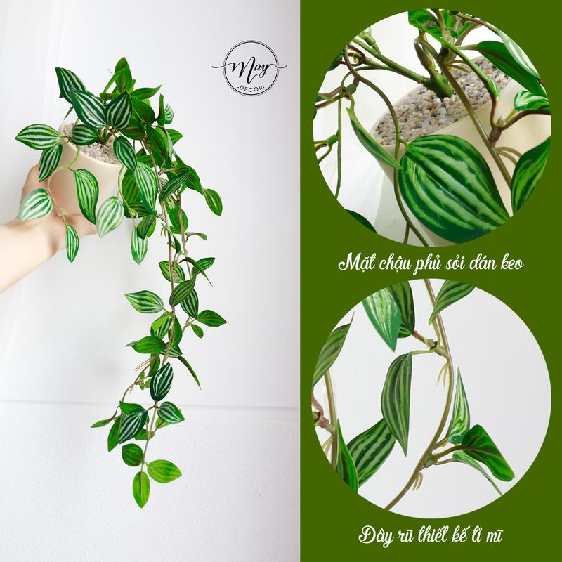 Cây giả Chậu cây rũ cao cấp y như thật trang trí nhà cửa Decor Phòng