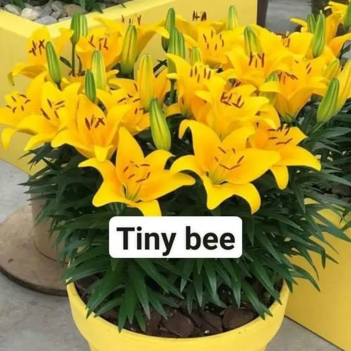 Combo 10 củ hoa ly lùn - hạt