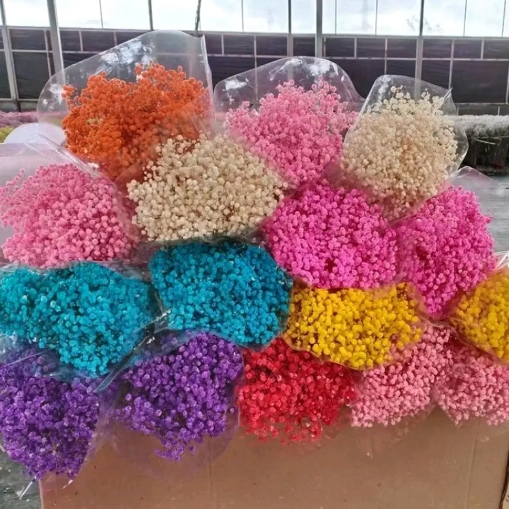 BUNGA KERING BABY BREATH BUNGA HIAS BAHAN KERAJINAN