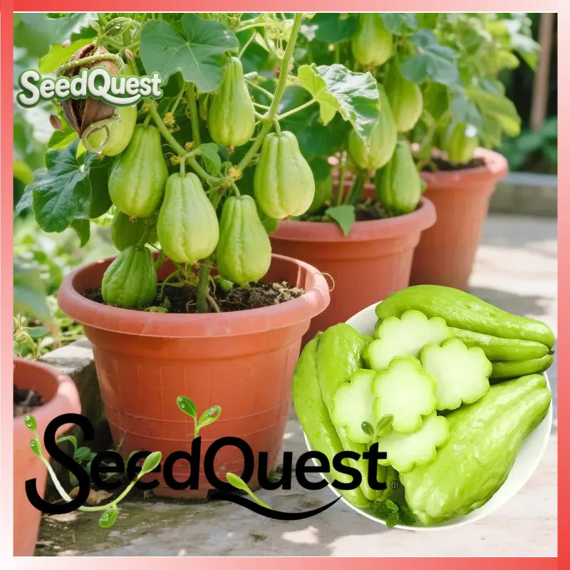 isi 30 butir Benih Labu Siam Angur Super Siap Fresh Chayote Melon Seeds Organic Sayote Vegetables Seeds for Gardening Bonsai Chayote Seedlings Pickled Sayote Balcony Potted Sayote Live Plant Garden Veggie Seeds