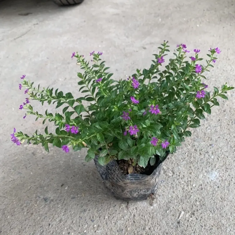 ￼Cây hoa cẩm tú mai trồng bịch cao 10cm, hoa nở quanh năm và phát triển rất nhanh trồng trang trí sân vườn, ven tường