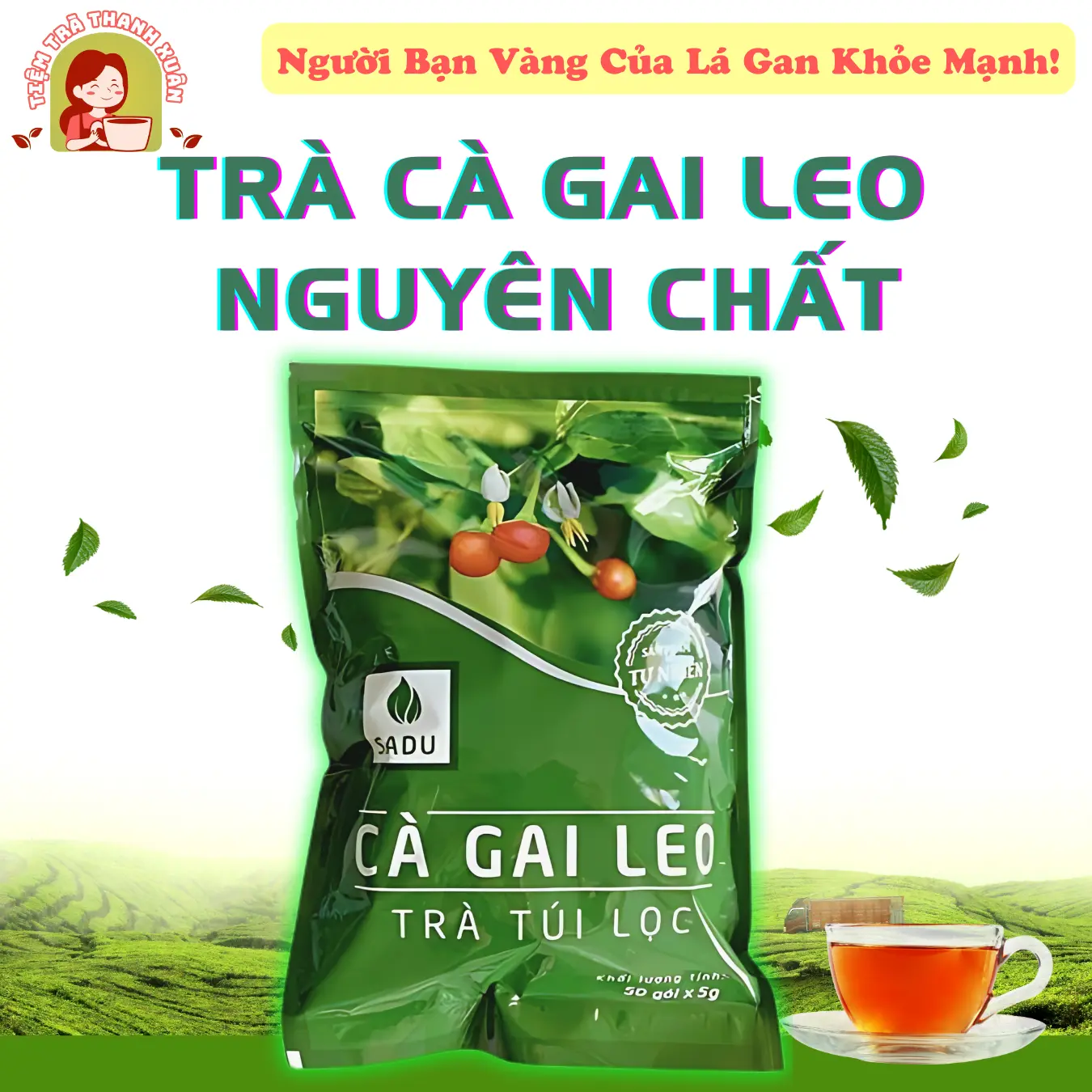 Cà Gai Leo SADU 250g (50 túi lọc) Hỗ Trợ Thanh Nhiệt Giải Độc Mát Gan - Nước  Tea Chè càgaileo Không Chua giảm mụn Trà