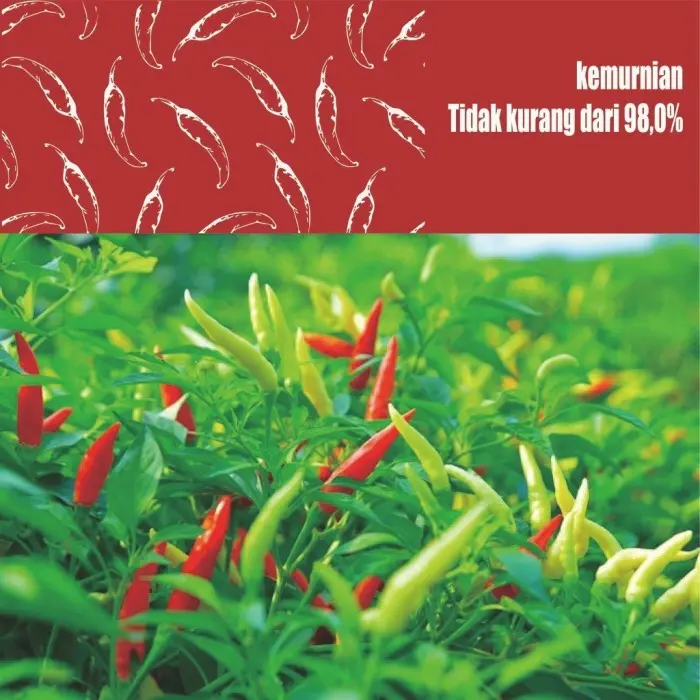 Cabai Jepang Benih Sayuran Benih Bibit Biji Super Cabai Cabe Rawit Benih Cabai Rawit Tumpuk Jepang 3 packet 6