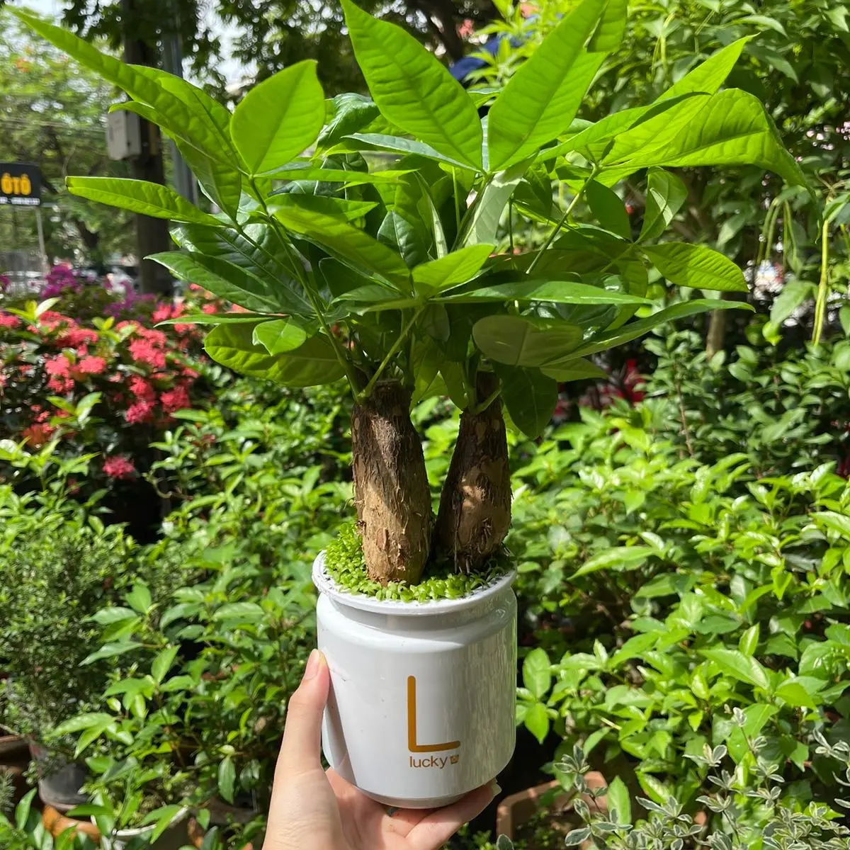 Kim ngân nước 3 thân đặt bàn hợp tất cả các mệnh ( mẫu chậu có thể khác nhau )