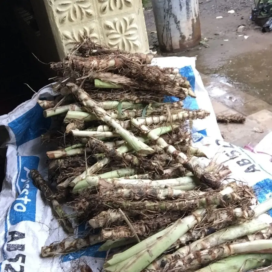 BIBIT RUMPUT ODOT KUALITAS - Shop | Tokopedia