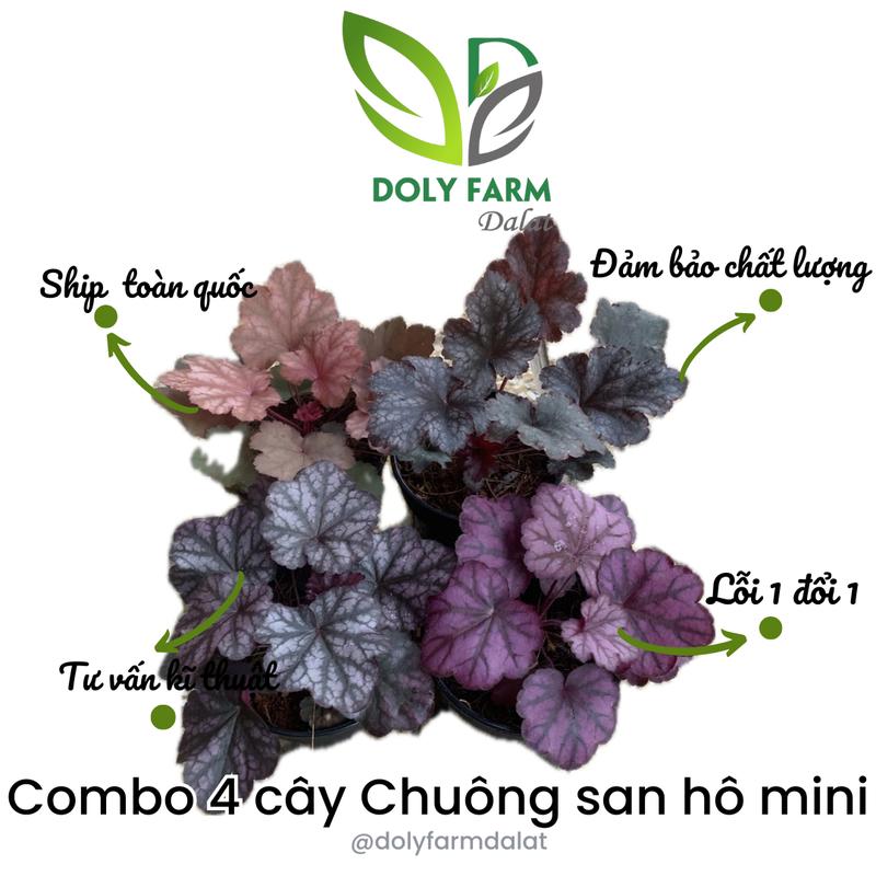 Combo 4 CÂY CHUÔNG SAN HÔ MINI, màu ngẫu nhiên, cây cảnh mini, cây phong thủy, lọc không khí, giá rẻ, Doly Farm