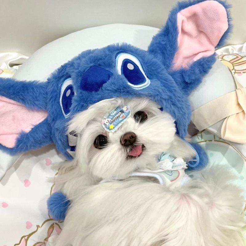 Maltese Headgear Stitch Hat Stitch Funny Disguise Cap Pet Puppy Cat Cute Headwear 0