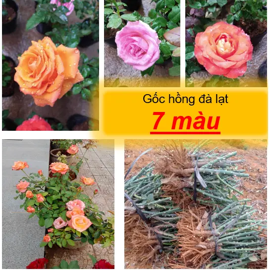 Gốc hoa hồng Đà Lạt ( Song 100 % - 7 màu tuỳ chọn ) - Bông đẹp, hương thơm