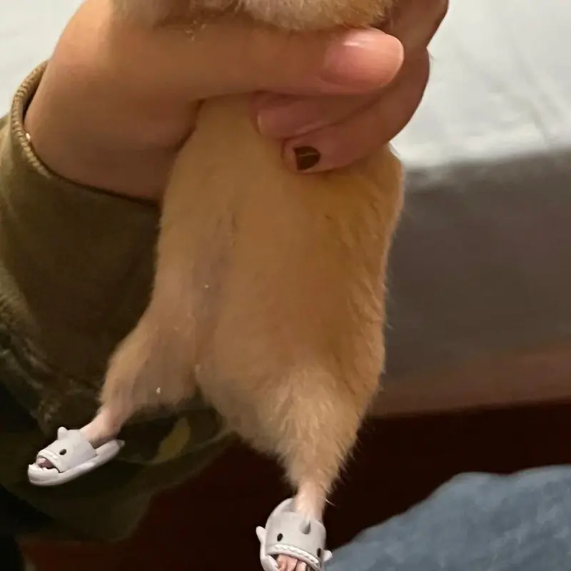 Dép Lê Mini Cho Chuột Hamster, Dép Cá Mập, Thiết Kế Hoạt Hình Dễ Thương, Đồ Trang Trí 2 * 1Cm, Thích Hợp Cho Thú Cưng Nhỏ J1Y0 7