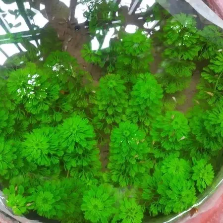 (5 nhánh KHÔNG ĐẾ) Nhánh cây thuỷ sinh Tiểu Bảo Tháp phù hợp cắt cắm xuống nền, không cần CO2, chơi hồ trong nhà và ngoài trời đều được 4