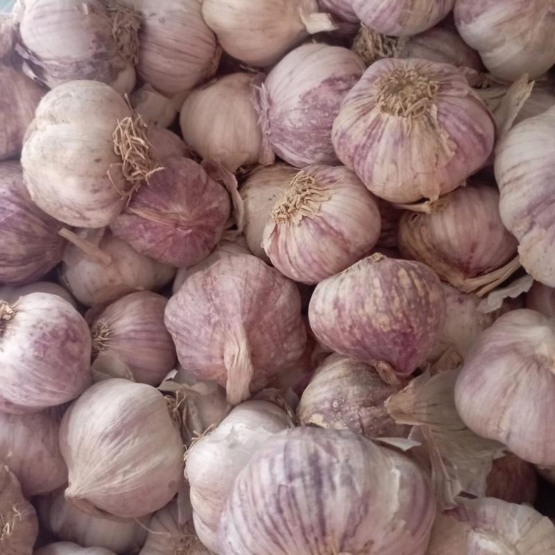 3kg tỏi Ta kinh môn thơm ngon củ to loại 1 3