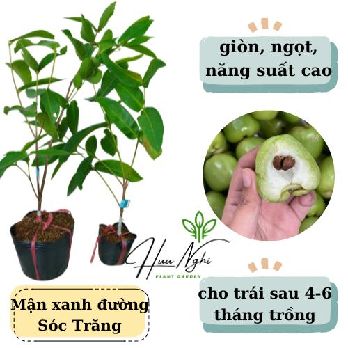 Cây giống Mận xanh đường Sóc Trăng năng suất cao mận xanh đường