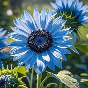 SemillasdeGirasol'AzulProfundo'200GranosRarezaExclusivaTonoAzulProfundoResistentealCalorIdealparaJardinesyDecoracióndeColección