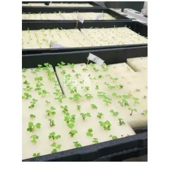 Mút ươm hạt thủy canh 96 lỗ 1