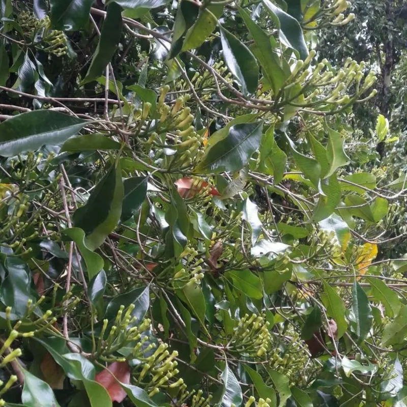 Pupuk Booster Tanaman Cengkeh 100ml merangsang bunga cengkeh tumbuh lebat 6